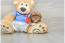 Havapoo Pup Being Cute