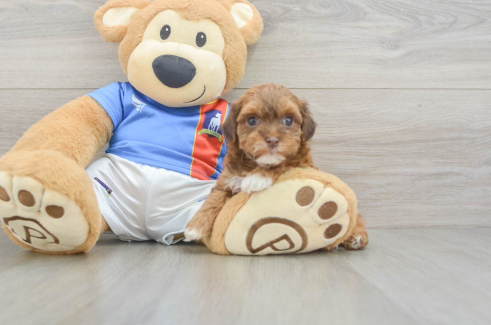 5 week old Havapoo Puppy For Sale - Premier Pups
