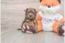 Havapoo Puppy for Adoption