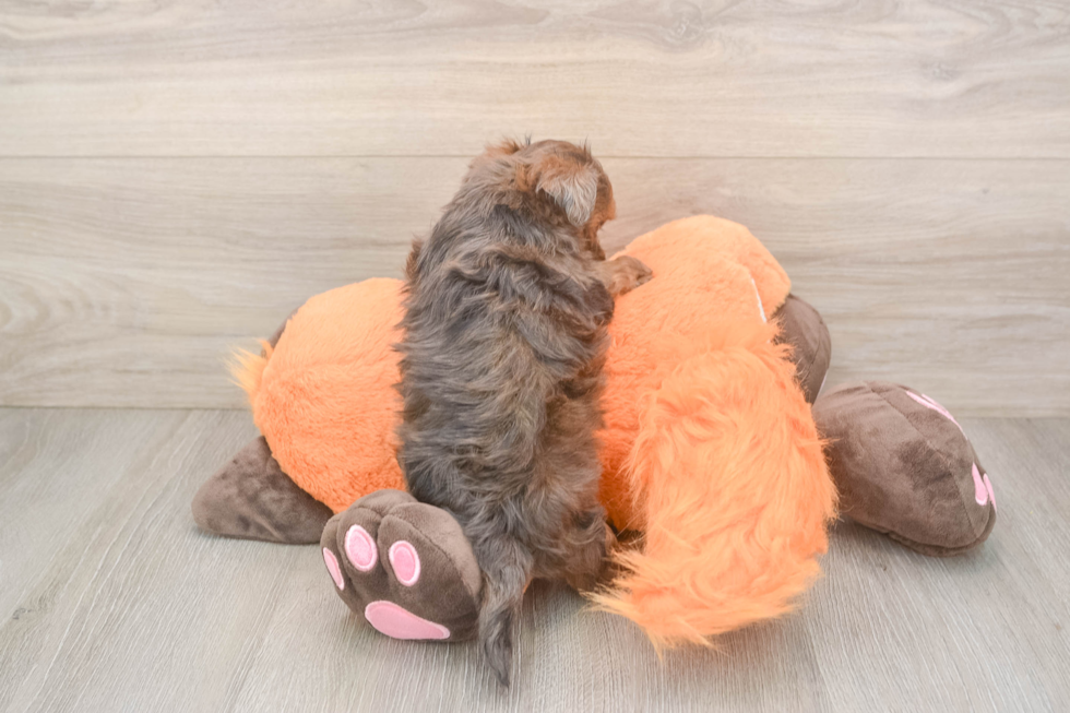 Havapoo Pup Being Cute