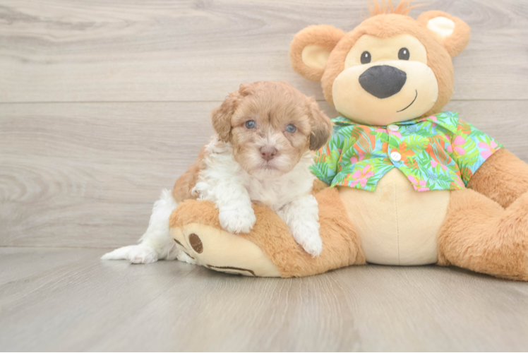 Best Havapoo Baby