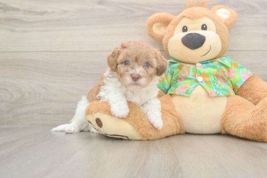 Best Havapoo Baby