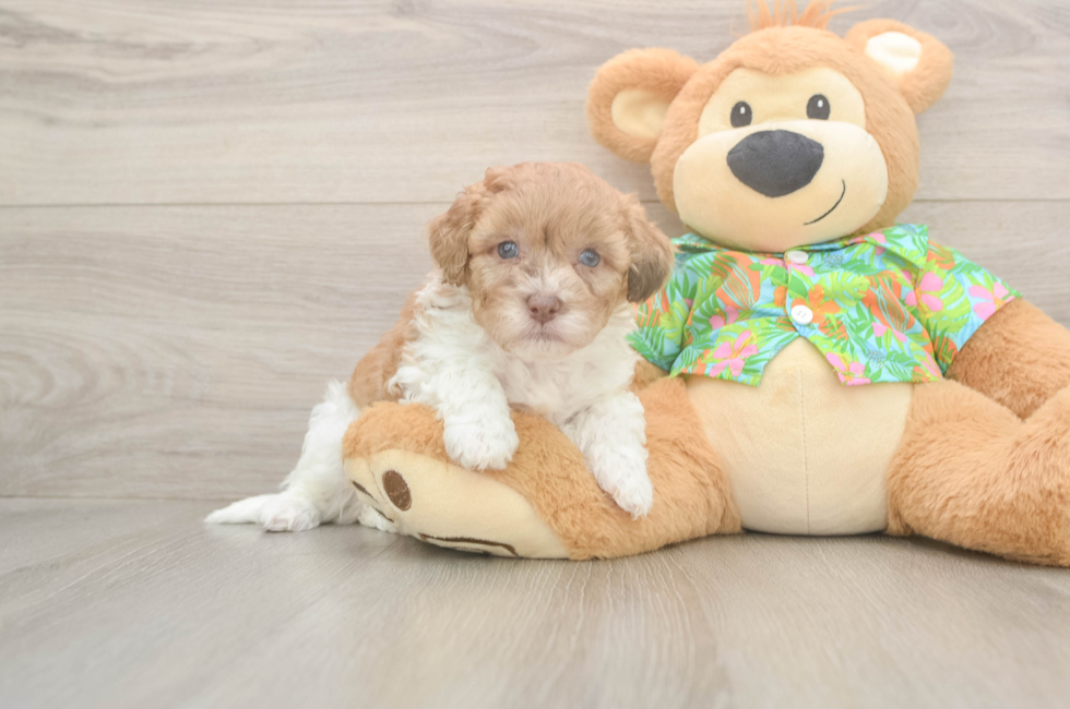 5 week old Havapoo Puppy For Sale - Premier Pups