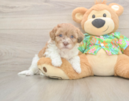 7 week old Havapoo Puppy For Sale - Premier Pups 7 week old Havapoo Puppy For Sale - Premier Pups