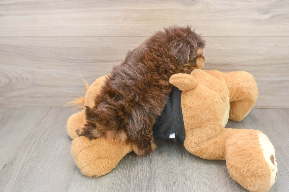 Havapoo Pup Being Cute