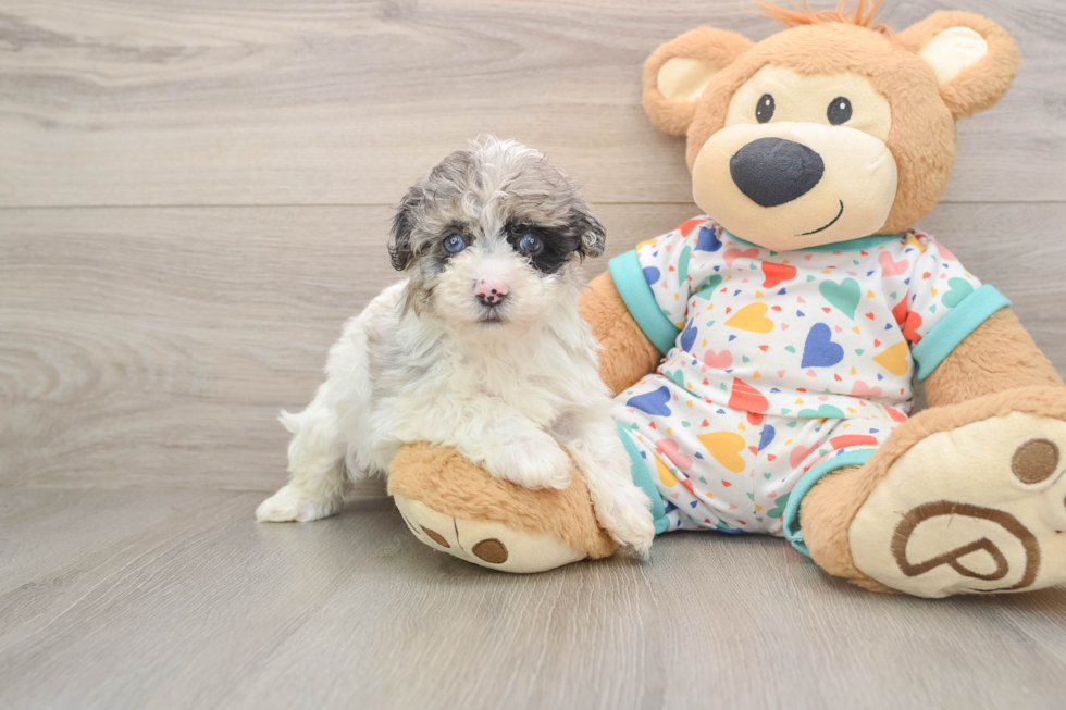 Petite Havapoo Poodle Mix Pup