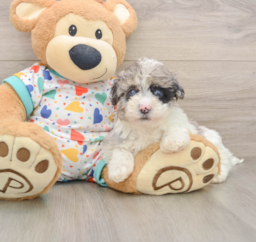 6 week old Havapoo Puppy For Sale - Premier Pups