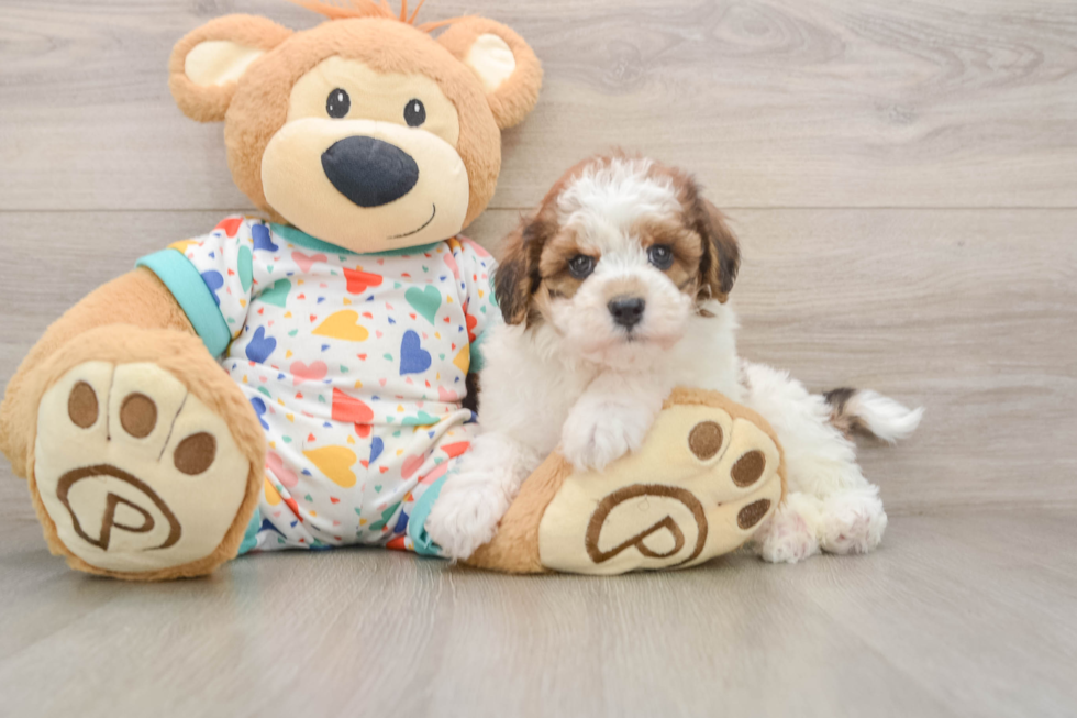 Playful Havadoodle Poodle Mix Puppy