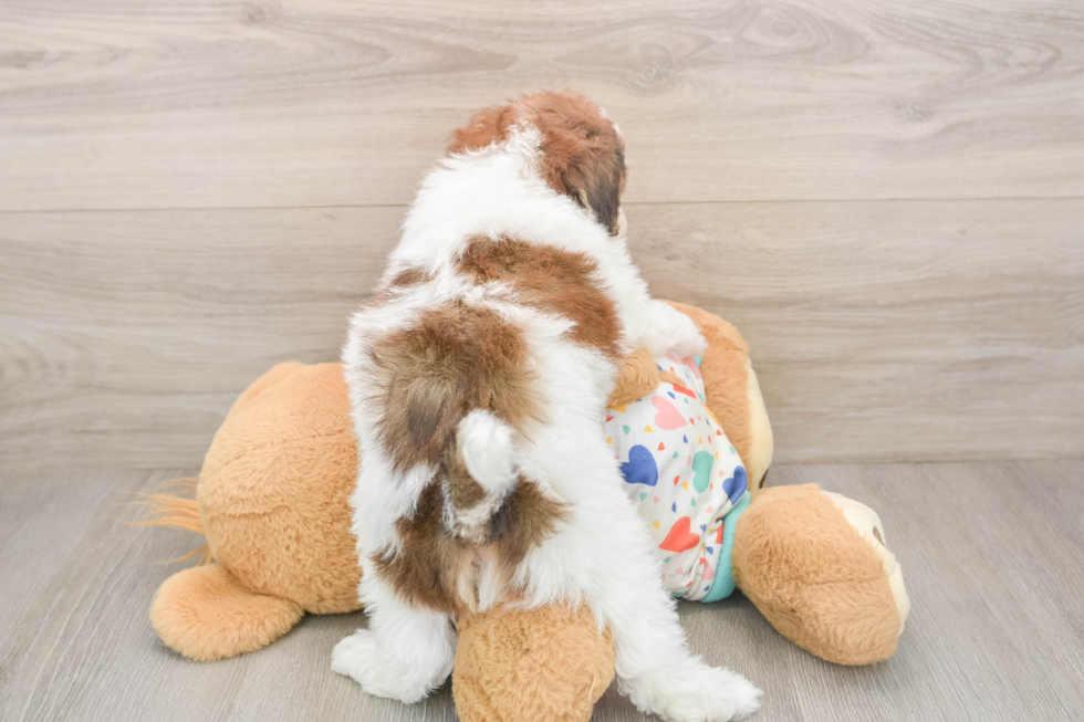 Havapoo Puppy for Adoption