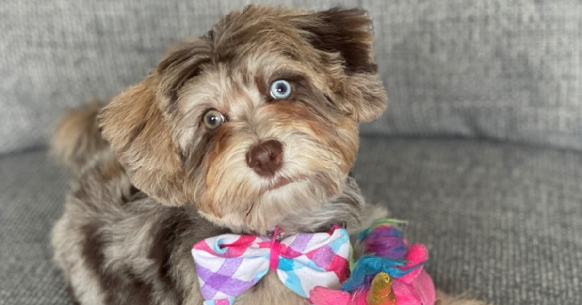 Havapoo Blue Merle Havanese Poovanese Breeders Havapoo Mix Dog