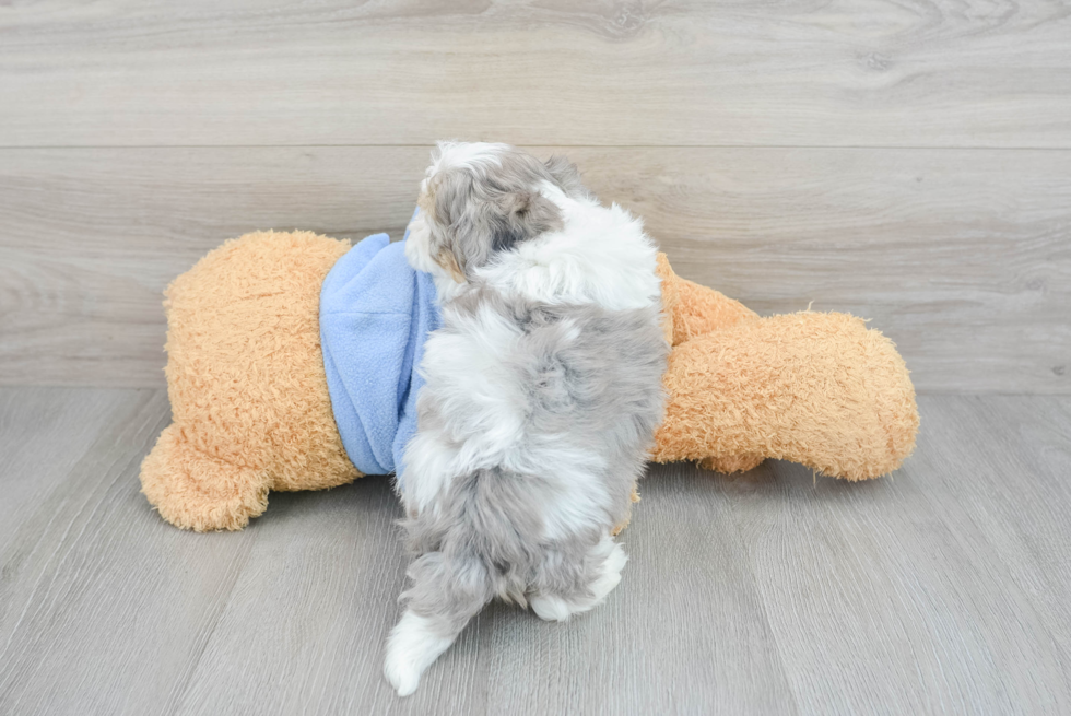 Fluffy Havapoo Poodle Mix Pup