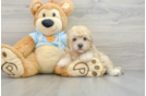 Funny Havapoo Poodle Mix Pup