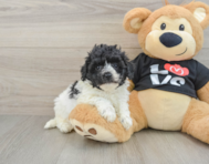 7 week old Havapoo Puppy For Sale - Premier Pups