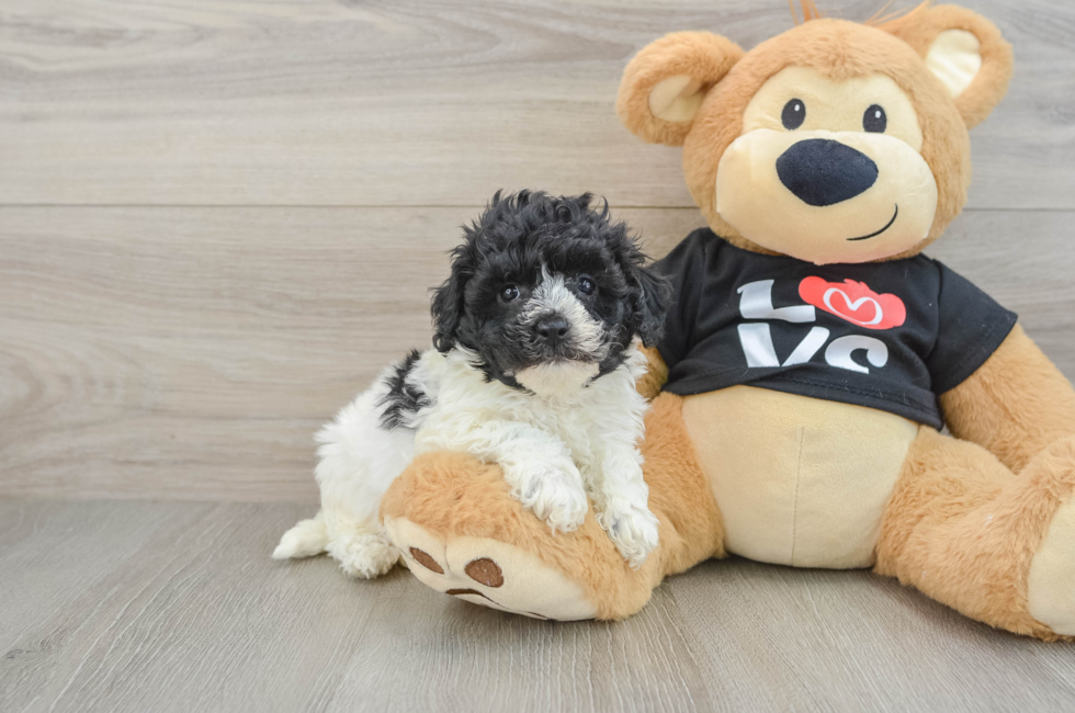 5 week old Havapoo Puppy For Sale - Premier Pups