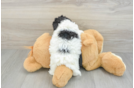 Playful Havadoodle Poodle Mix Puppy