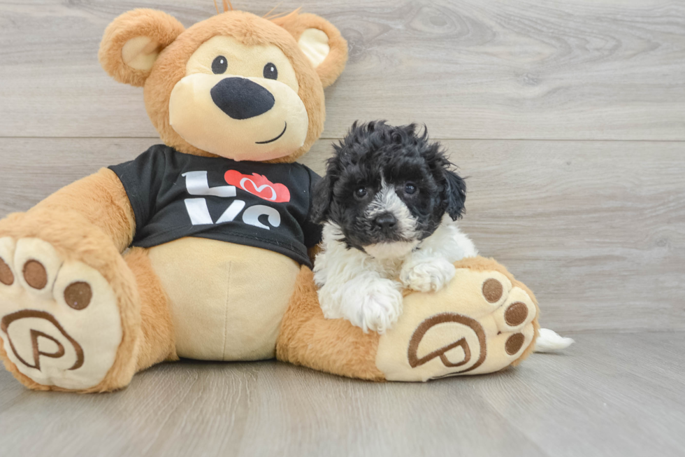 Smart Havapoo Poodle Mix Pup
