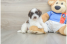 Havapoo Puppy for Adoption