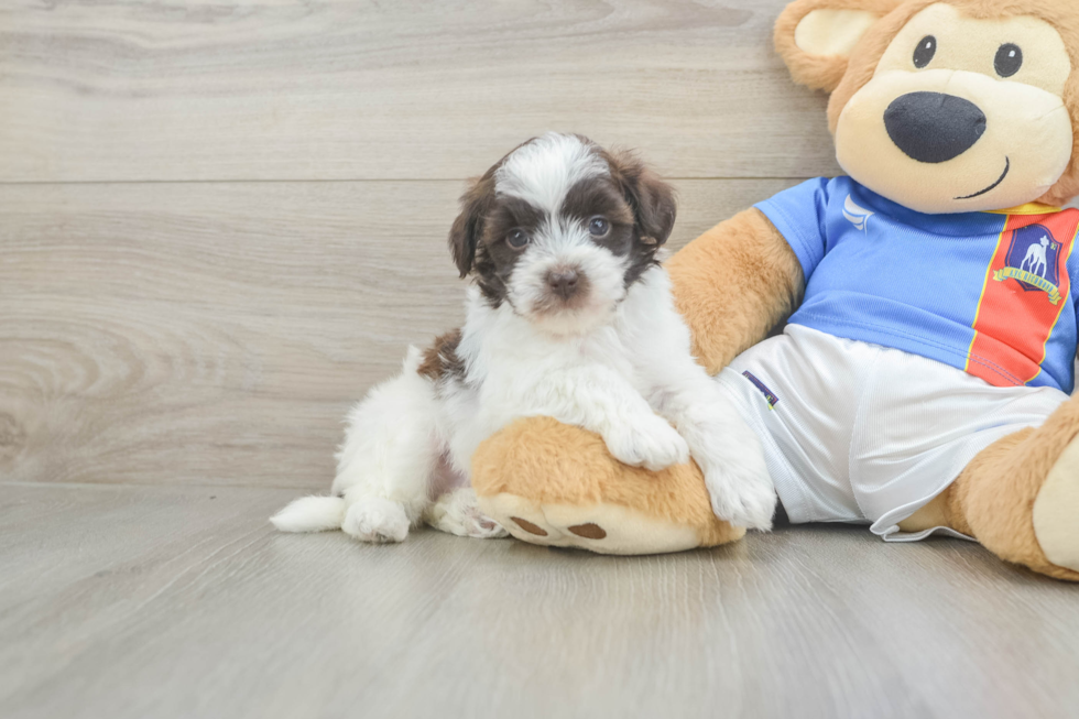 Havapoo Puppy for Adoption