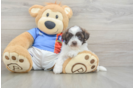 Havapoo Pup Being Cute