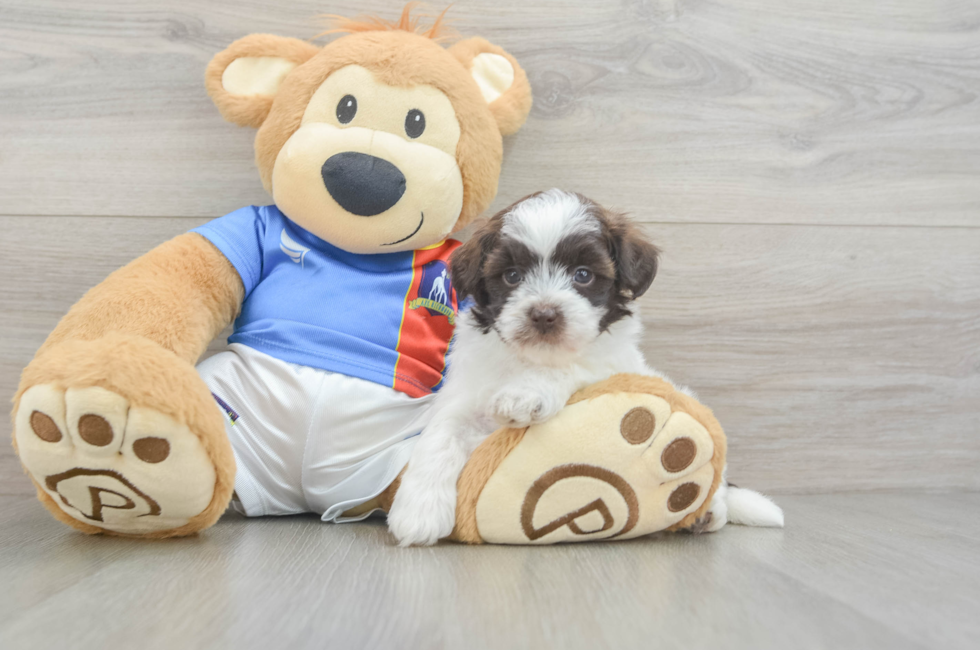 5 week old Havapoo Puppy For Sale - Premier Pups