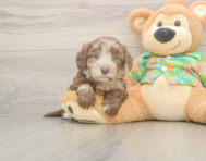 6 week old Havapoo Puppy For Sale - Premier Pups
