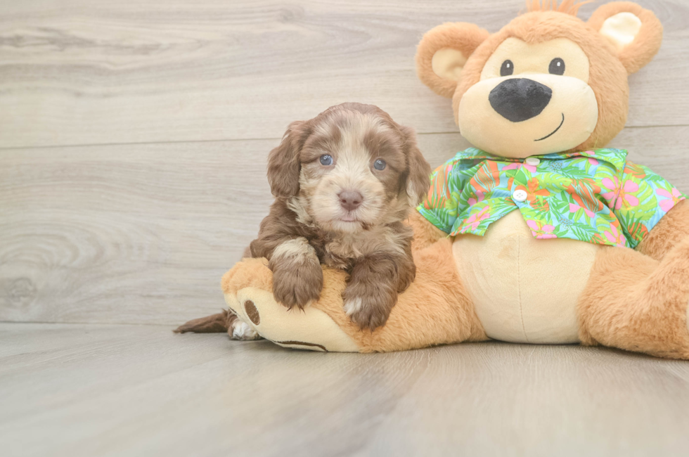 5 week old Havapoo Puppy For Sale - Premier Pups