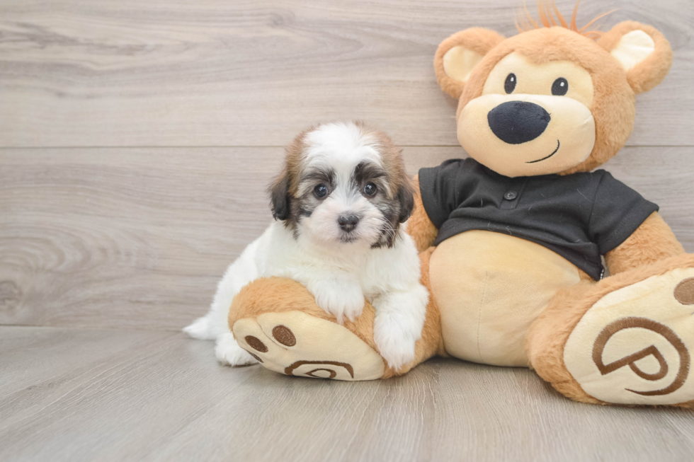 Little Havadoodle Poodle Mix Puppy