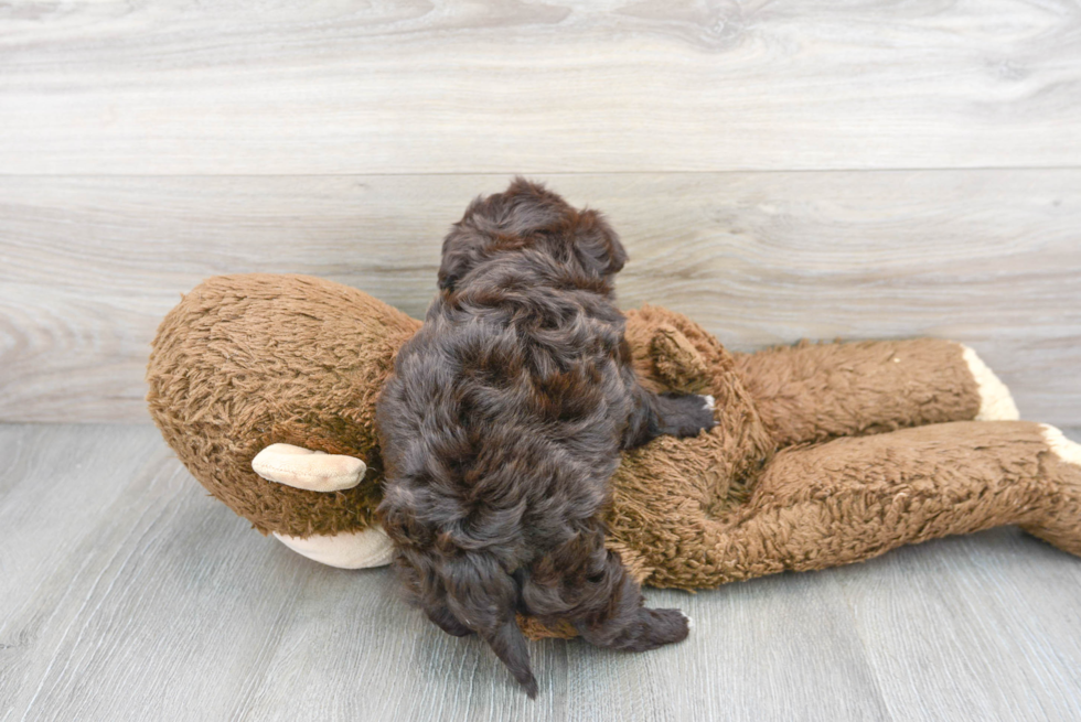 Smart Havapoo Poodle Mix Pup