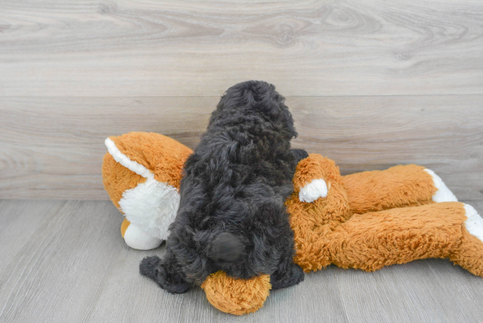 Playful Havadoodle Poodle Mix Puppy