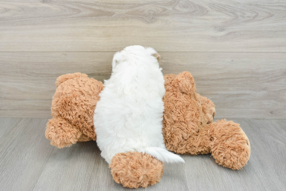 Fluffy Havapoo Poodle Mix Pup