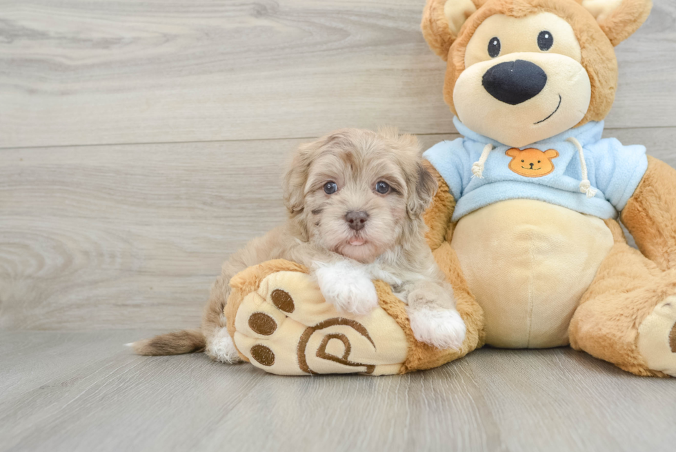 Adorable Havadoodle Poodle Mix Puppy