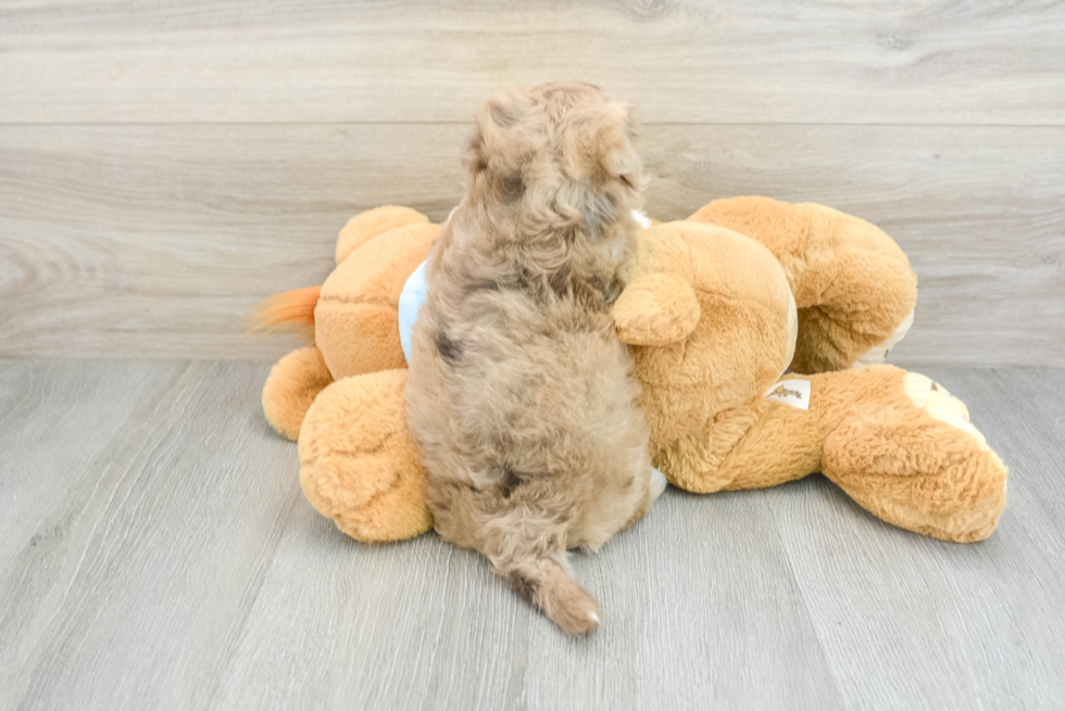 Little Havadoodle Poodle Mix Puppy