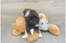 Playful Havadoodle Poodle Mix Puppy