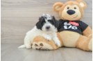 Havapoo Puppy for Adoption