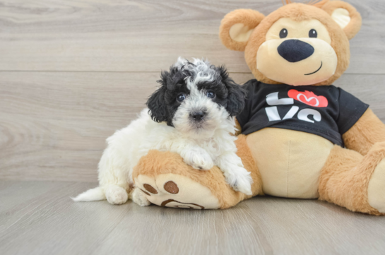 Havapoo Puppy for Adoption