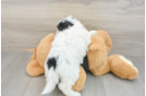 Energetic Havadoodle Poodle Mix Puppy