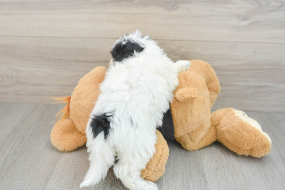 Energetic Havadoodle Poodle Mix Puppy