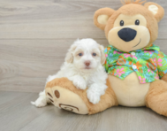 7 week old Havapoo Puppy For Sale - Premier Pups