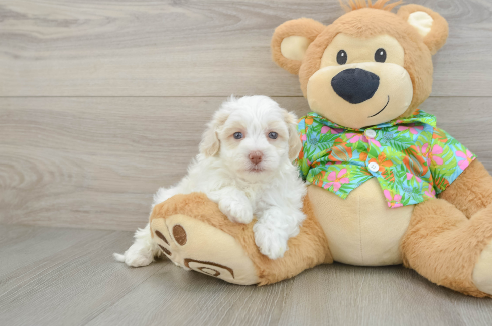5 week old Havapoo Puppy For Sale - Premier Pups