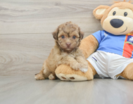 8 week old Havapoo Puppy For Sale - Premier Pups