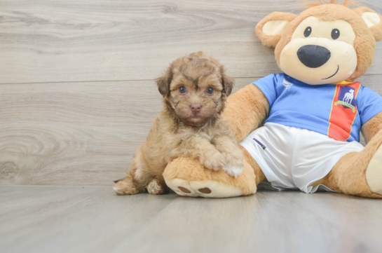 Havapoo Puppy for Adoption