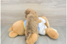 Playful Havadoodle Poodle Mix Puppy