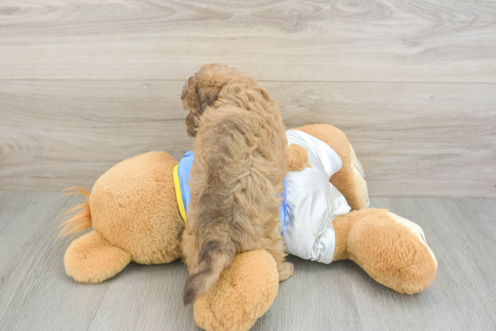 Playful Havadoodle Poodle Mix Puppy