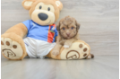 Popular Havapoo Poodle Mix Pup