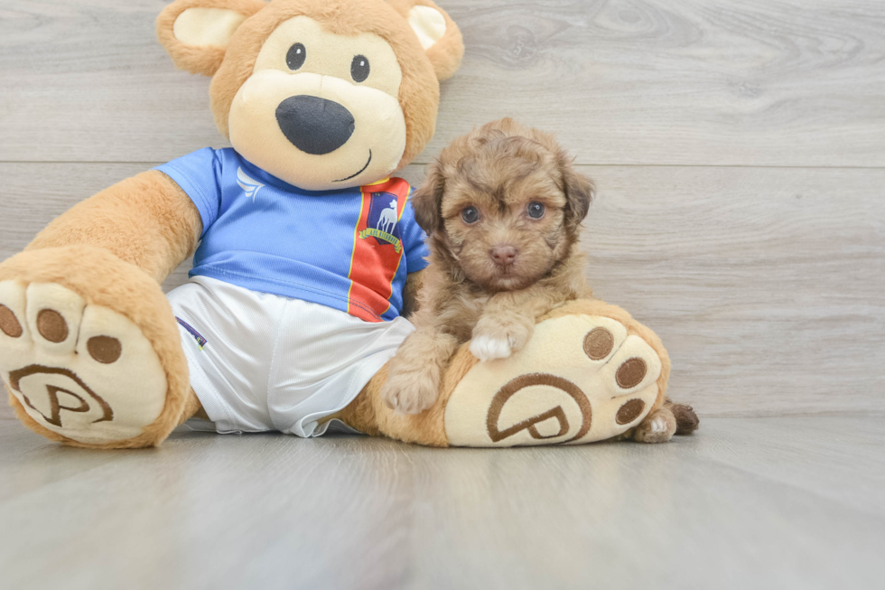 Popular Havapoo Poodle Mix Pup