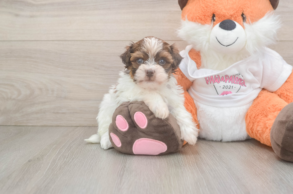 5 week old Havapoo Puppy For Sale - Premier Pups