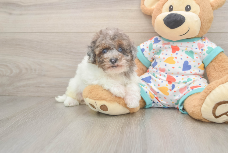 Best Havapoo Baby