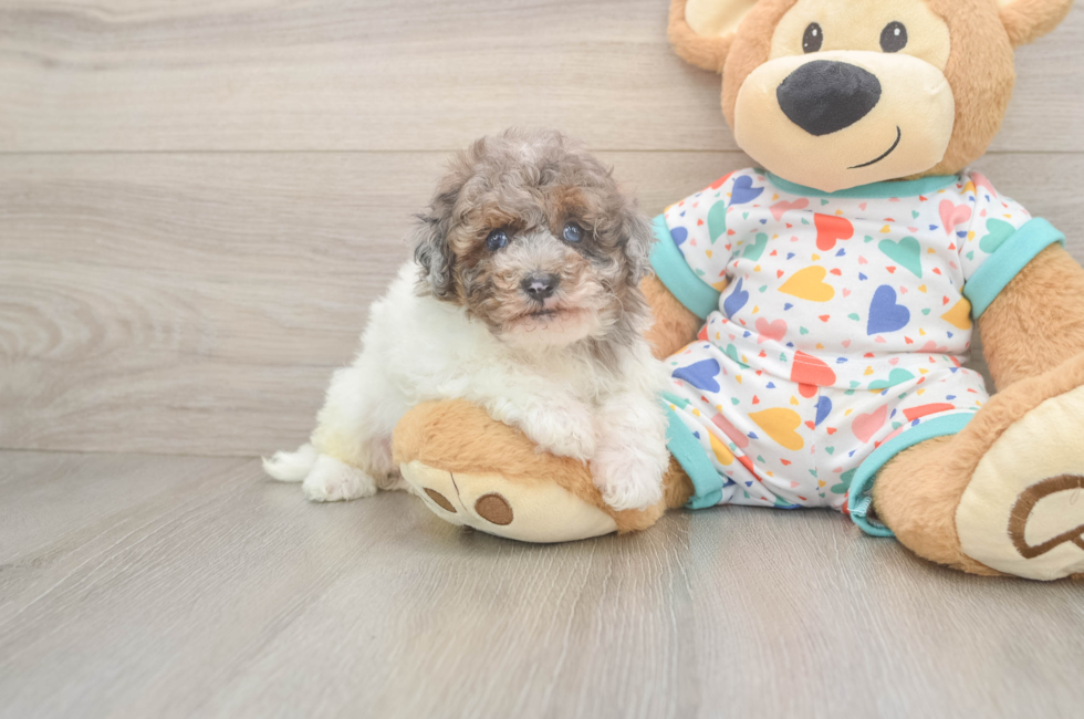 6 week old Havapoo Puppy For Sale - Premier Pups