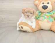 7 week old Havapoo Puppy For Sale - Premier Pups
