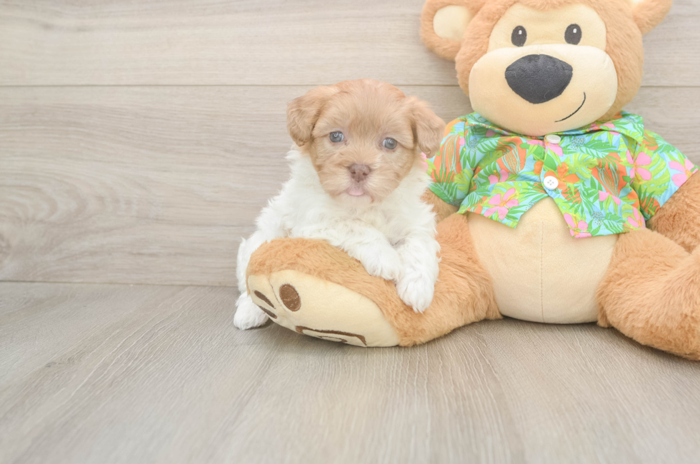 5 week old Havapoo Puppy For Sale - Premier Pups